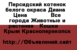 Персидский котенок белого окраса Диана › Цена ­ 40 000 - Все города Животные и растения » Кошки   . Крым,Красноперекопск